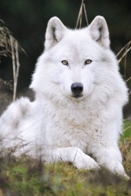 Bela lisica