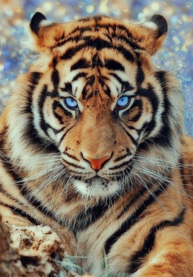 Modra očesna tiger