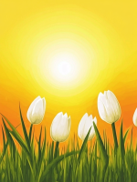Tulipani v sončni svetlobi