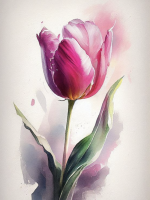 Tulipan
