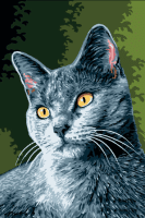 Portret mačke: Enzo